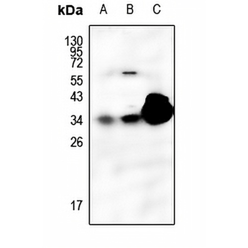 SFTPA1 Rabbit Polyclonal Antibody