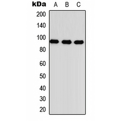 TGFBR3 Rabbit Polyclonal Antibody