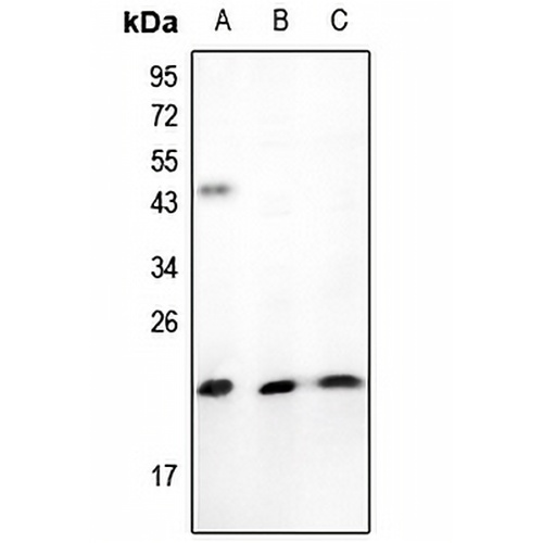 TNFAIP8L1 Rabbit Polyclonal Antibody