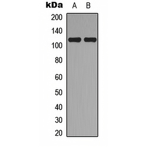 Topoisomerase 3 alpha Rabbit Polyclonal Antibody