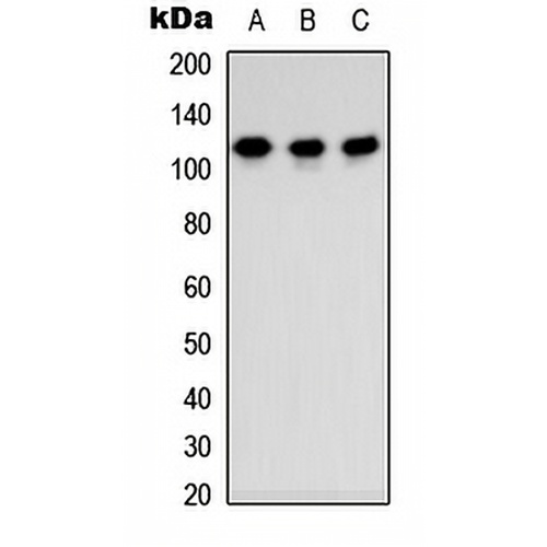 TSHZ3 Rabbit Polyclonal Antibody