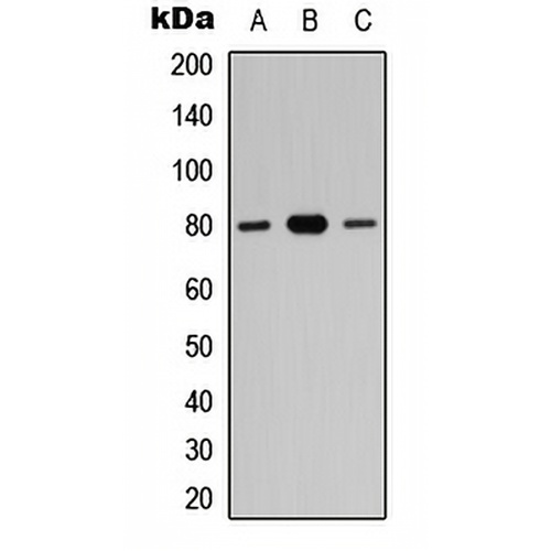 ZNF441 Rabbit Polyclonal Antibody