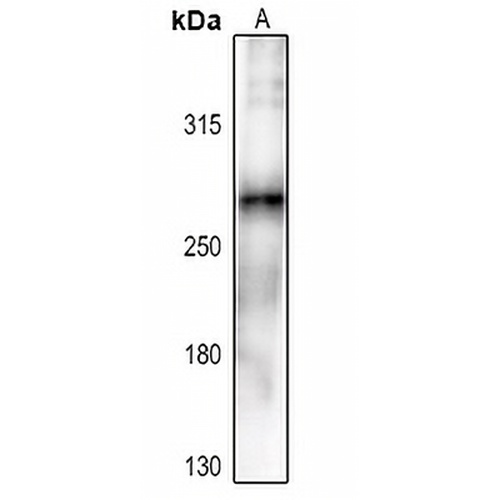 ACC alpha (Phospho-S80) Rabbit Polyclonal Antibody