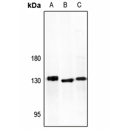 ADAMTS10 Rabbit Polyclonal Antibody