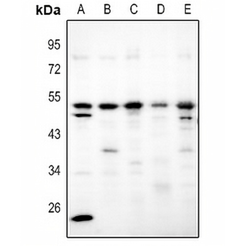 Adenosine A2b Receptor Rabbit Polyclonal Antibody