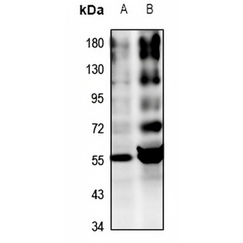 Alpha-2A Adrenergic Receptor Rabbit Polyclonal Antibody