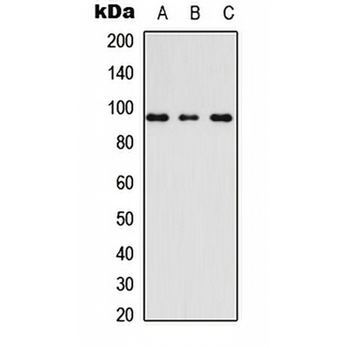 AKAP3 Rabbit Polyclonal Antibody