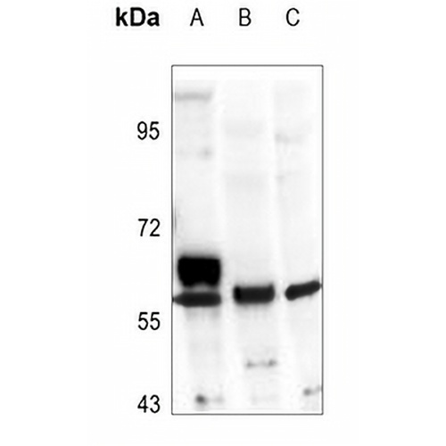 ALDH1A2 Rabbit Polyclonal Antibody