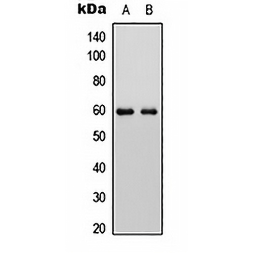ALP Rabbit Polyclonal Antibody