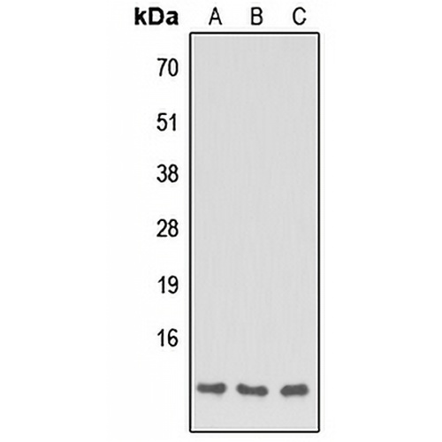 Apolipoprotein C1 Rabbit Polyclonal Antibody