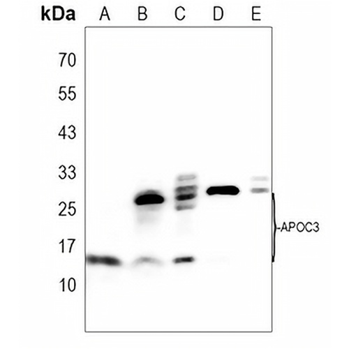 Apolipoprotein C3 Rabbit Polyclonal Antibody