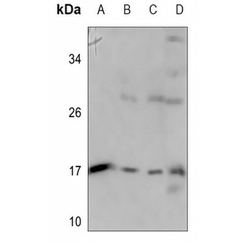 Apolipoprotein C4 Rabbit Polyclonal Antibody