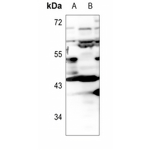 Apolipoprotein L1 Rabbit Polyclonal Antibody