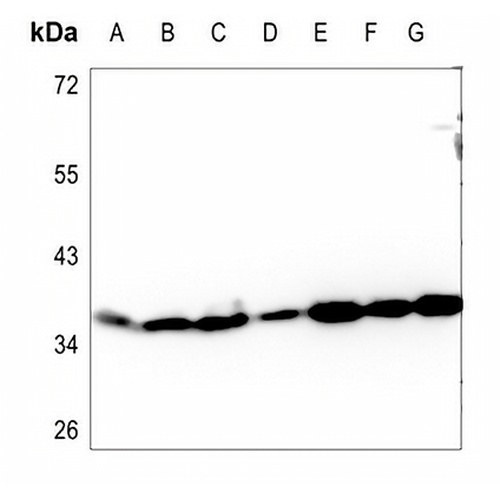 Apolipoprotein L3 Rabbit Polyclonal Antibody