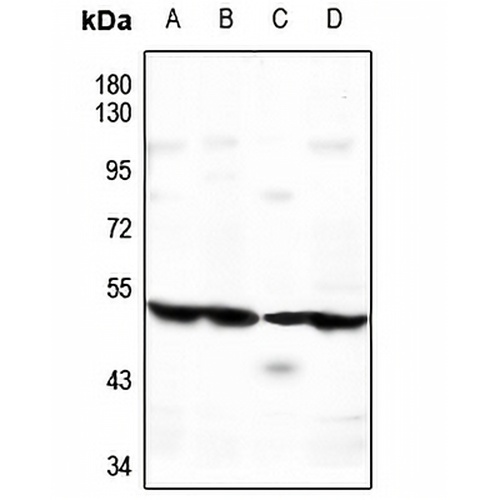 ATG4C Rabbit Polyclonal Antibody