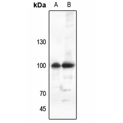 ATP1A1 Rabbit Polyclonal Antibody
