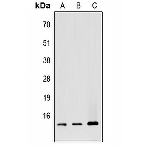 ATP5G1 Rabbit Polyclonal Antibody