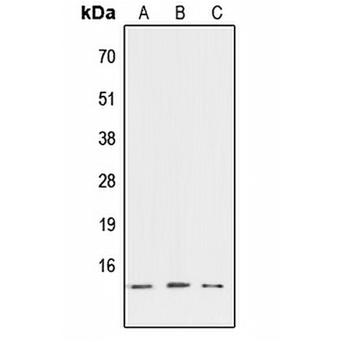 ATP6V1G3 Rabbit Polyclonal Antibody