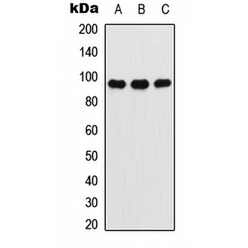 Ataxin 7 Rabbit Polyclonal Antibody