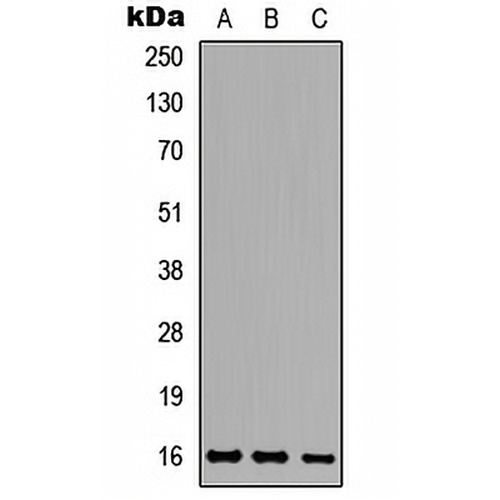 Ataxin 7L1 Rabbit Polyclonal Antibody