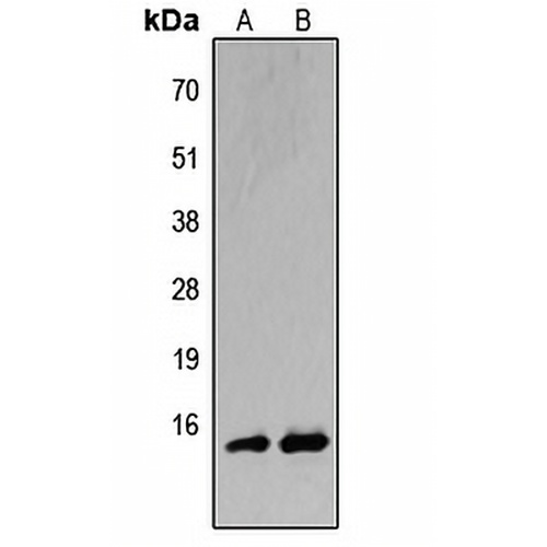 BATF Rabbit Polyclonal Antibody