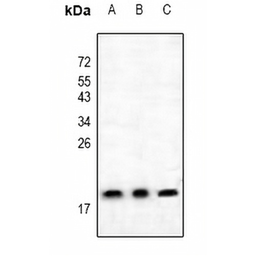 BAX Rabbit Polyclonal Antibody