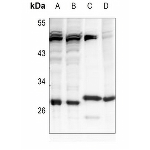BAP31 Rabbit Polyclonal Antibody
