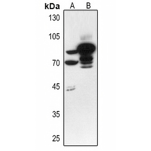 BCL6 Rabbit Polyclonal Antibody