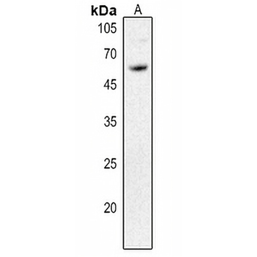 CD292 Rabbit Polyclonal Antibody