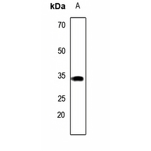 Carbonic Anhydrase 8 Rabbit Polyclonal Antibody