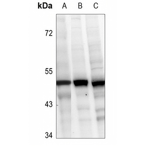 Caspase 2 Rabbit Polyclonal Antibody