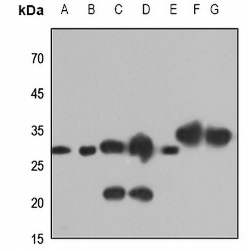 Caspase 6 Rabbit Polyclonal Antibody