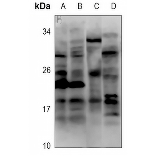 CCL11 Rabbit Polyclonal Antibody