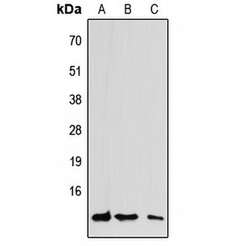 CCL7 Rabbit Polyclonal Antibody
