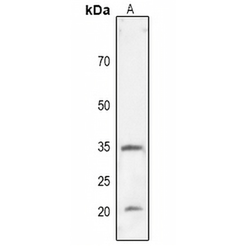 CD274 Rabbit Polyclonal Antibody