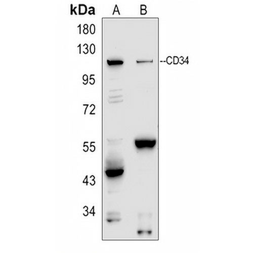 CD34 Rabbit Polyclonal Antibody