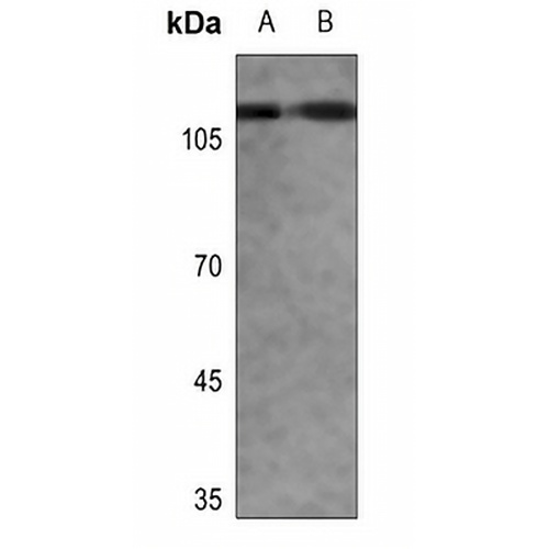 CD68 Rabbit Polyclonal Antibody