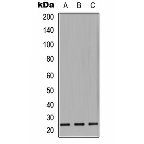 CD9 Rabbit Polyclonal Antibody