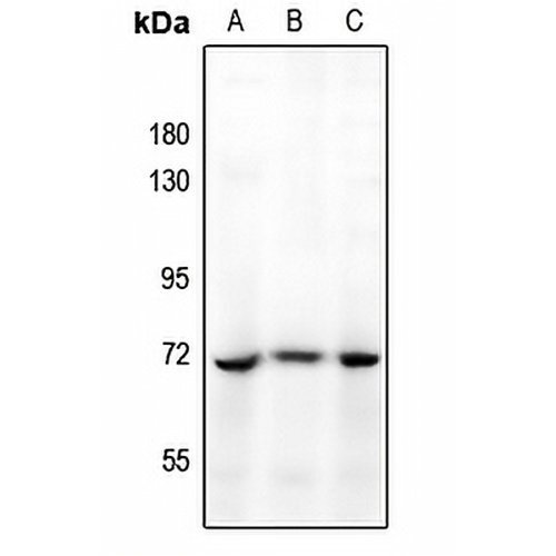 CDC25A Rabbit Polyclonal Antibody