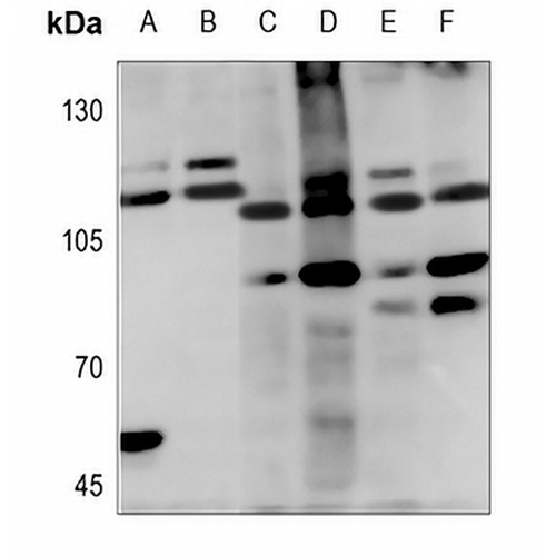Cadherin 19 Rabbit Polyclonal Antibody