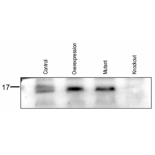 CDK2AP1 Rabbit Polyclonal Antibody
