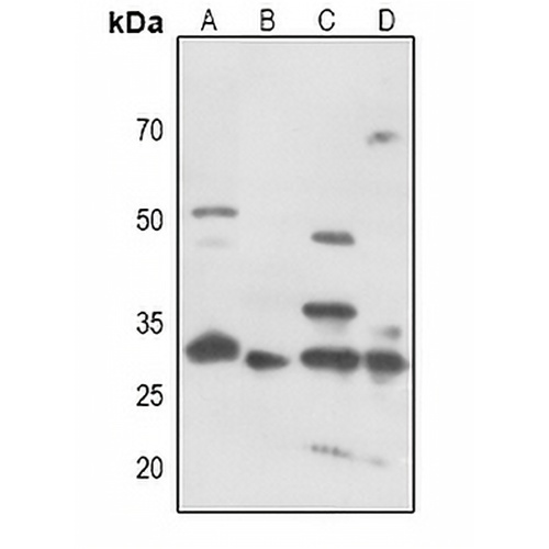 CDK5 (Phospho-Y15) Rabbit Polyclonal Antibody