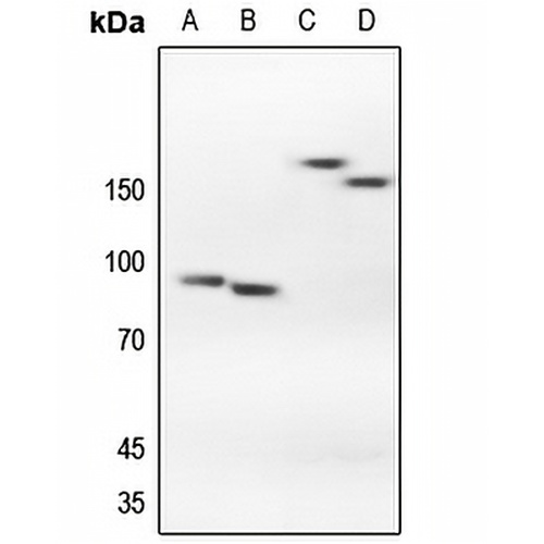 CFTR Rabbit Polyclonal Antibody