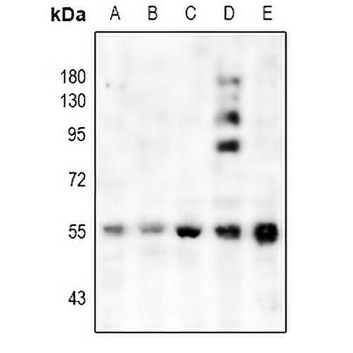 CHRM1 Rabbit Polyclonal Antibody