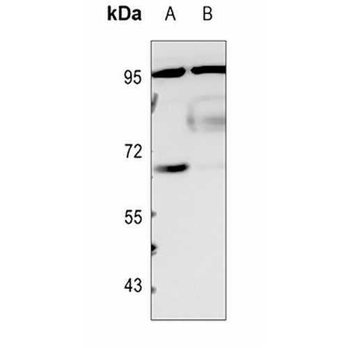 CLOCK Rabbit Polyclonal Antibody