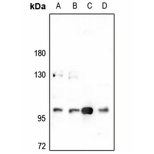 CNK2 Rabbit Polyclonal Antibody