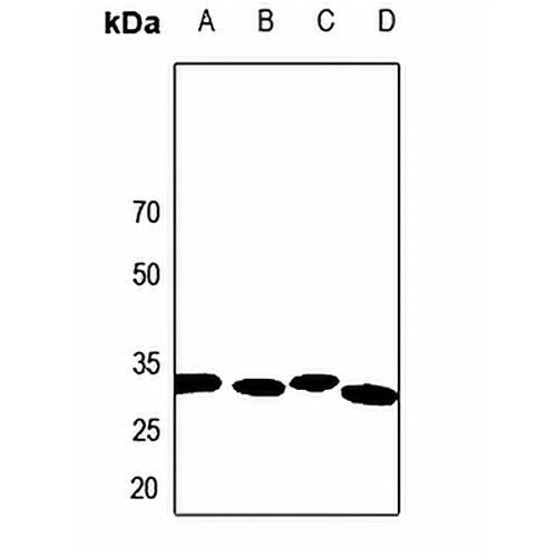 Calponin 2 Rabbit Polyclonal Antibody