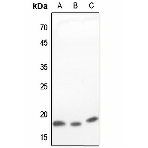 COX4-1 Rabbit Polyclonal Antibody