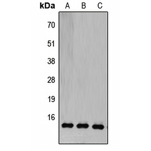 COX5B Rabbit Polyclonal Antibody