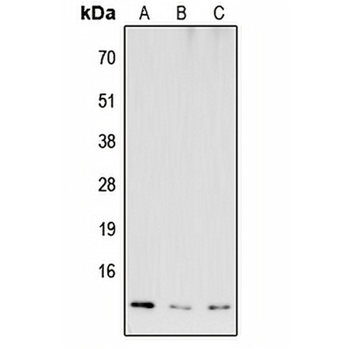 COX6B2 Rabbit Polyclonal Antibody